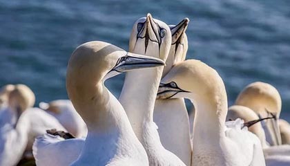 开云官方-高校篮球比赛引入战术挑战机制加强赛事策略性，篮球比赛大学