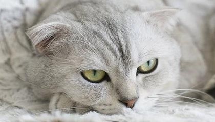 开云官方-高校篮球比赛引入战术挑战机制加强赛事策略性，篮球比赛大学