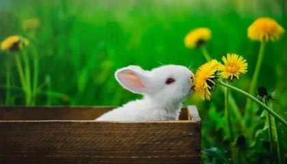 开云官方-高校篮球比赛引入战术挑战机制加强赛事策略性，篮球比赛大学