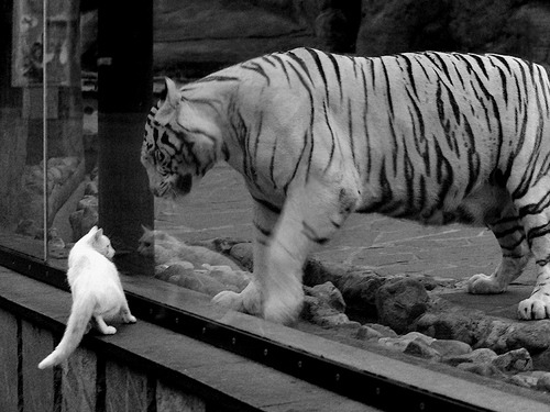 伦敦奥运会后中国篮球的转型与发展,伦敦奥运会中国男篮战绩及排名