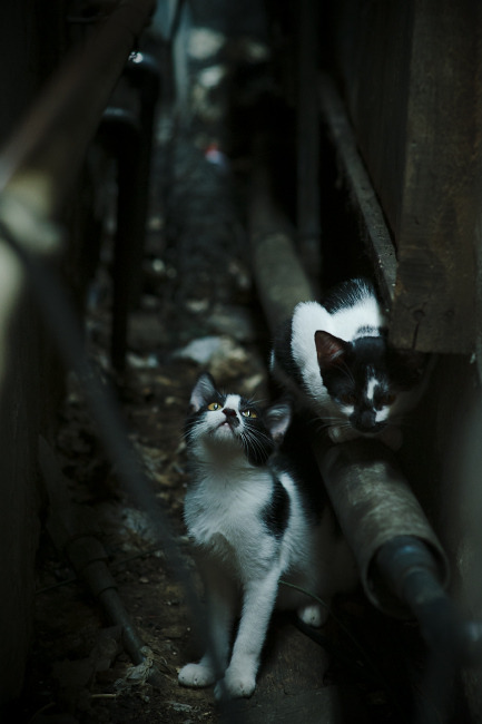 关键封盖:李磊封堵上海队最后一攻,场面沸腾!,李磊 上海