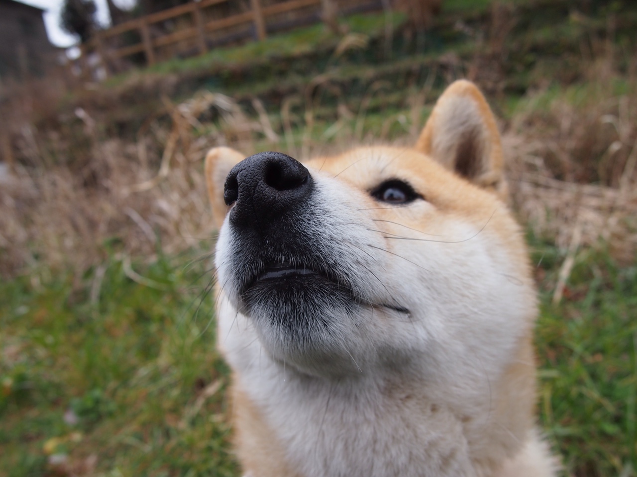 荷兰骑手 Sanne de Jong 在巴黎奥运会三项赛中获得第七名,展现出色表现。