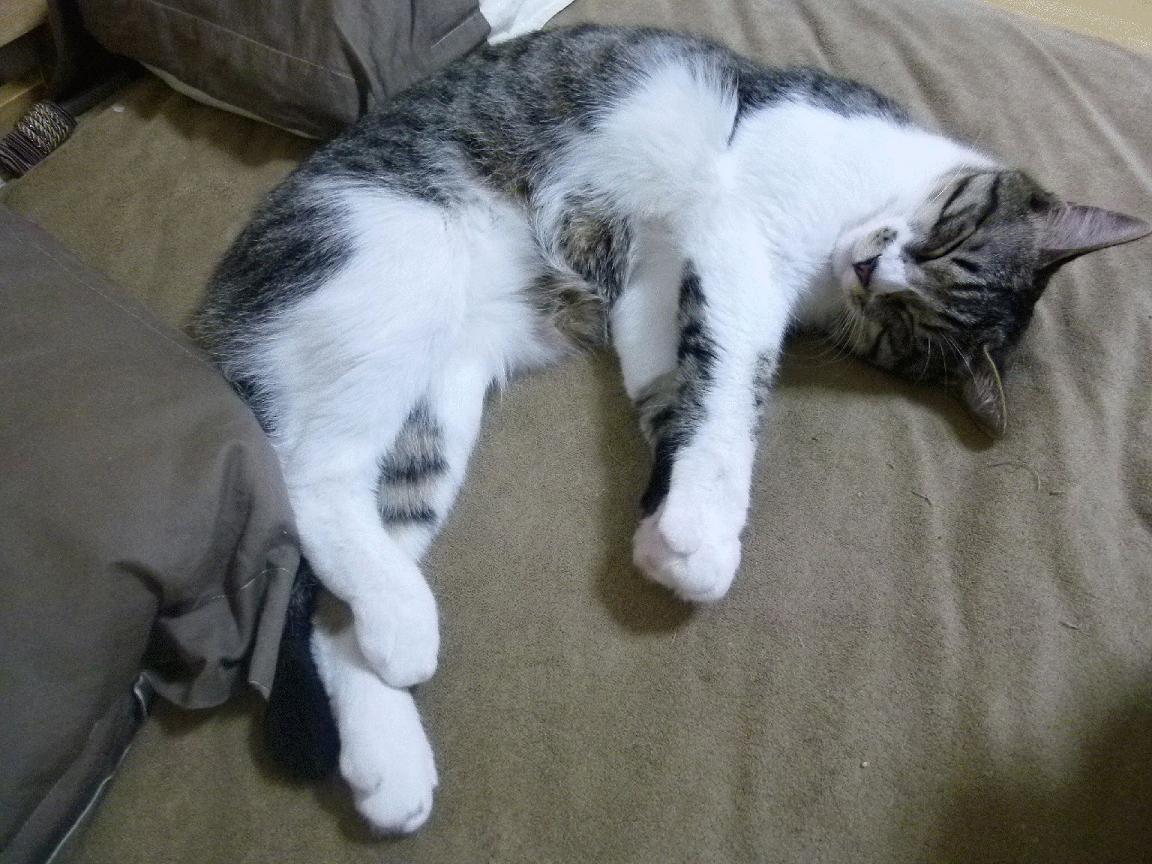 壮丽开幕:全球篮球豪强劲敌对决激燃战