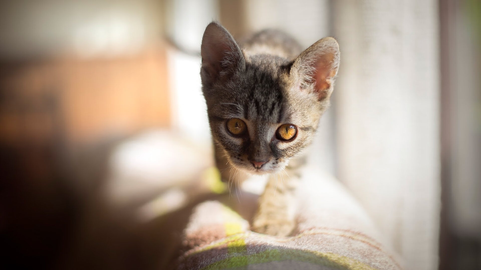 开云·Kaiyun网页版-悬念丛生游泳新人挑战名将