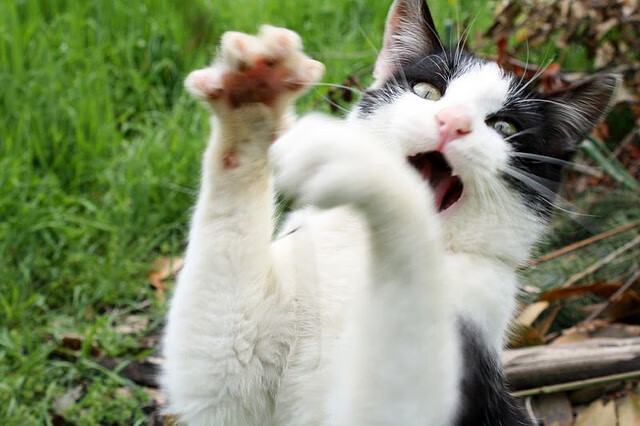 激情澎湃:热火与鹈鹕的大战备受关注,鹈鹕对阵热火的比赛直播