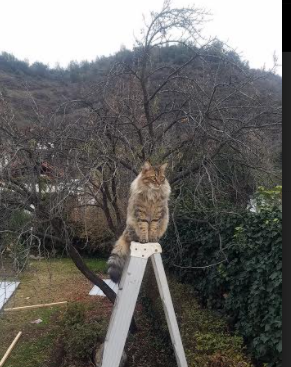 kaiyun体育app-热那亚后卫关键时刻扑出对手射门，帮助球队守住胜利，热那亚最强阵容