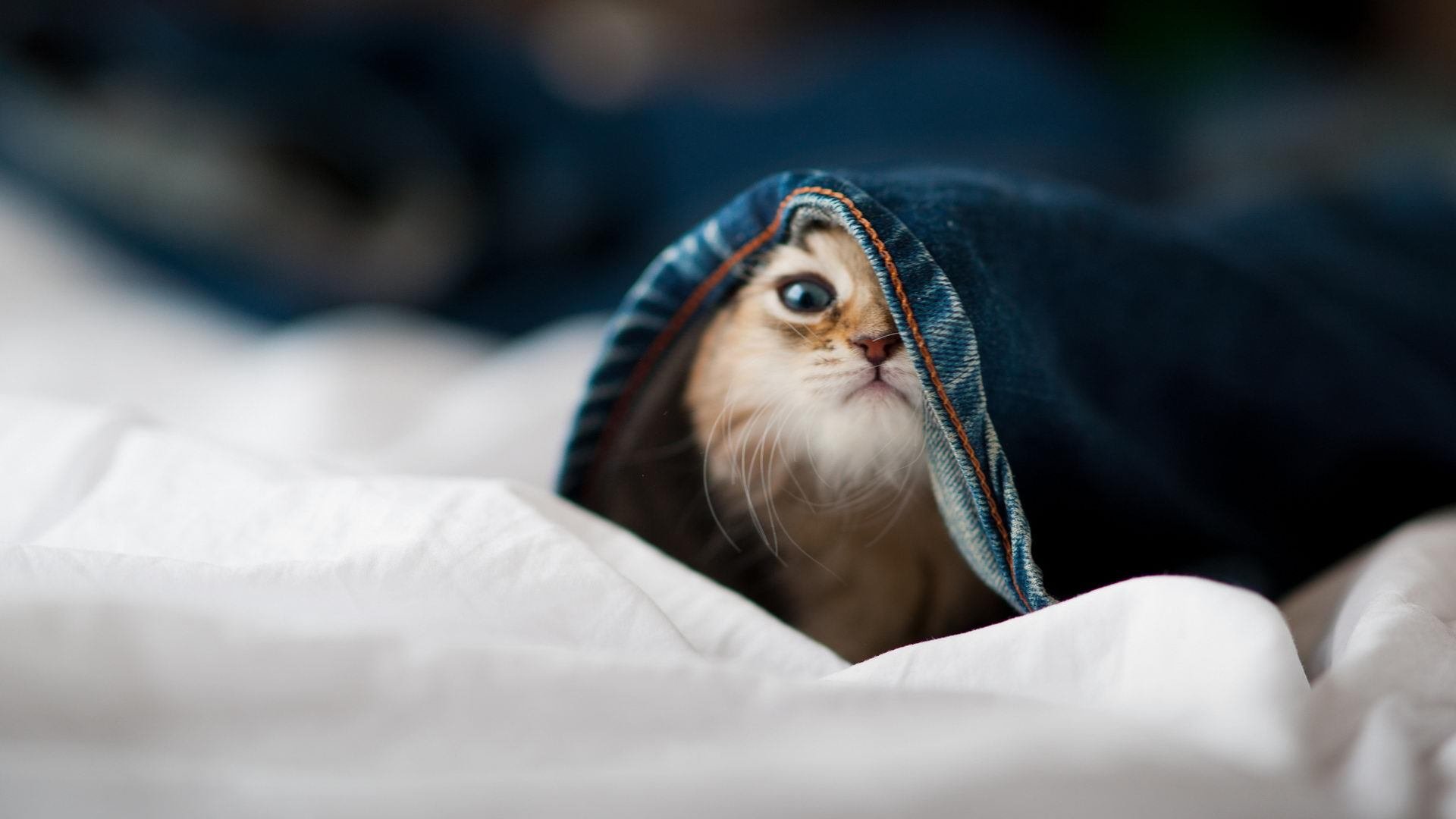 电竞游戏设计中的角色平衡机制研究,角色平衡是什么的主要特征