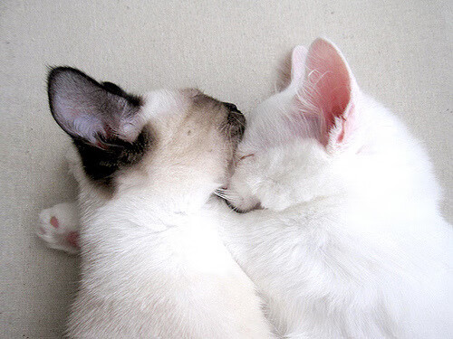 开云体育-篮球运动员比赛节奏控制技巧研究，篮球运动员比赛节奏控制技巧研究论文