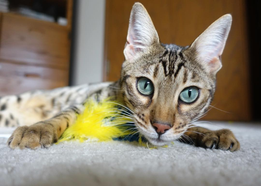 kaiyun登录入口-西班牙青少年骑手在国际马术比赛中获得优异成绩，展现潜力。，西班牙骑士教程视频