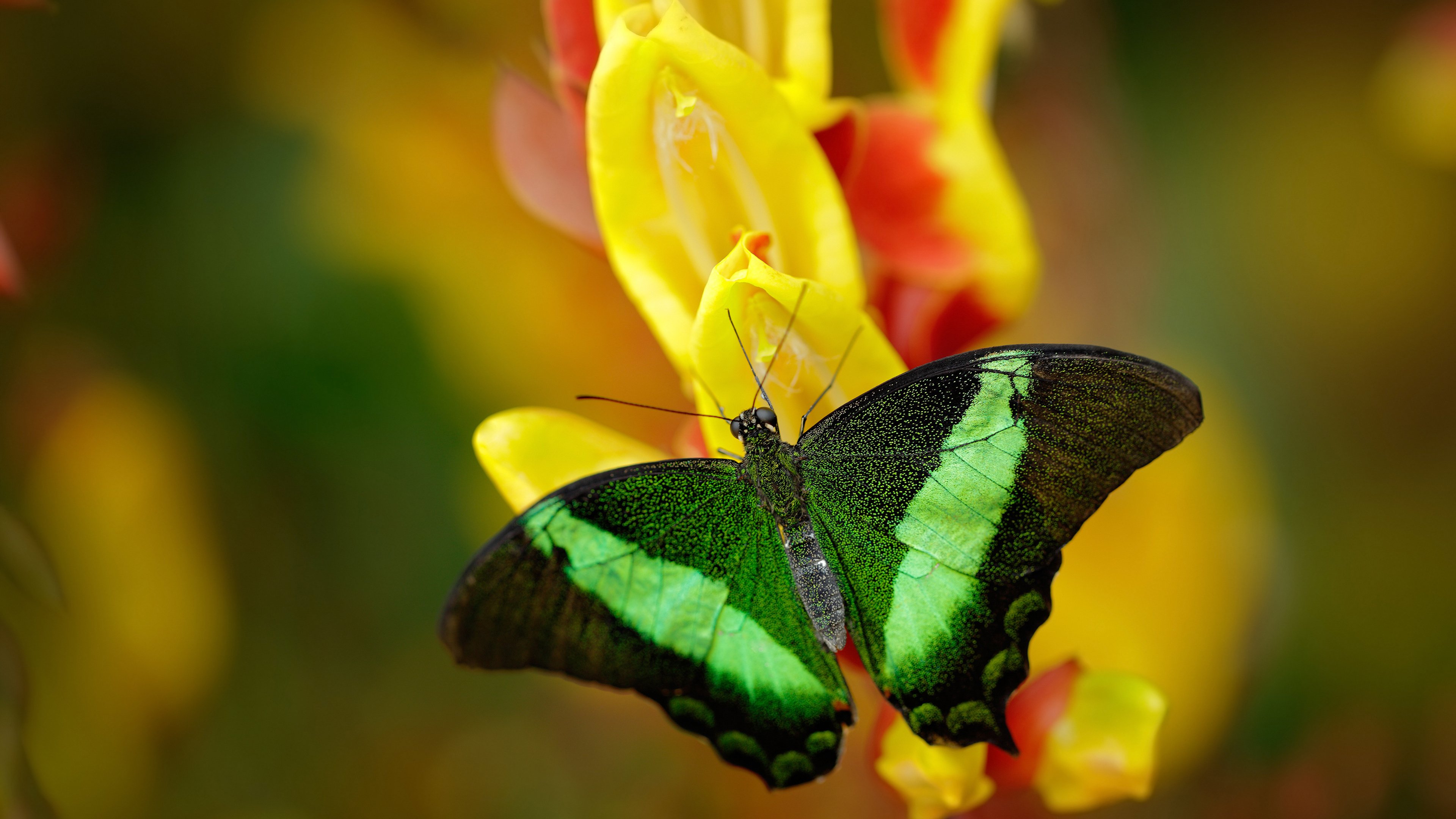 开云官方网页登录-那不勒斯在周日比赛中有出色发挥获胜，那不勒斯 联赛冠军