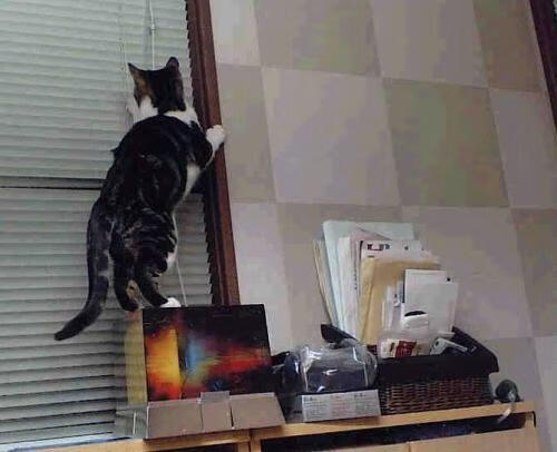 重庆斯威在主场击败大连一方,全取三分,重庆斯威主场位置