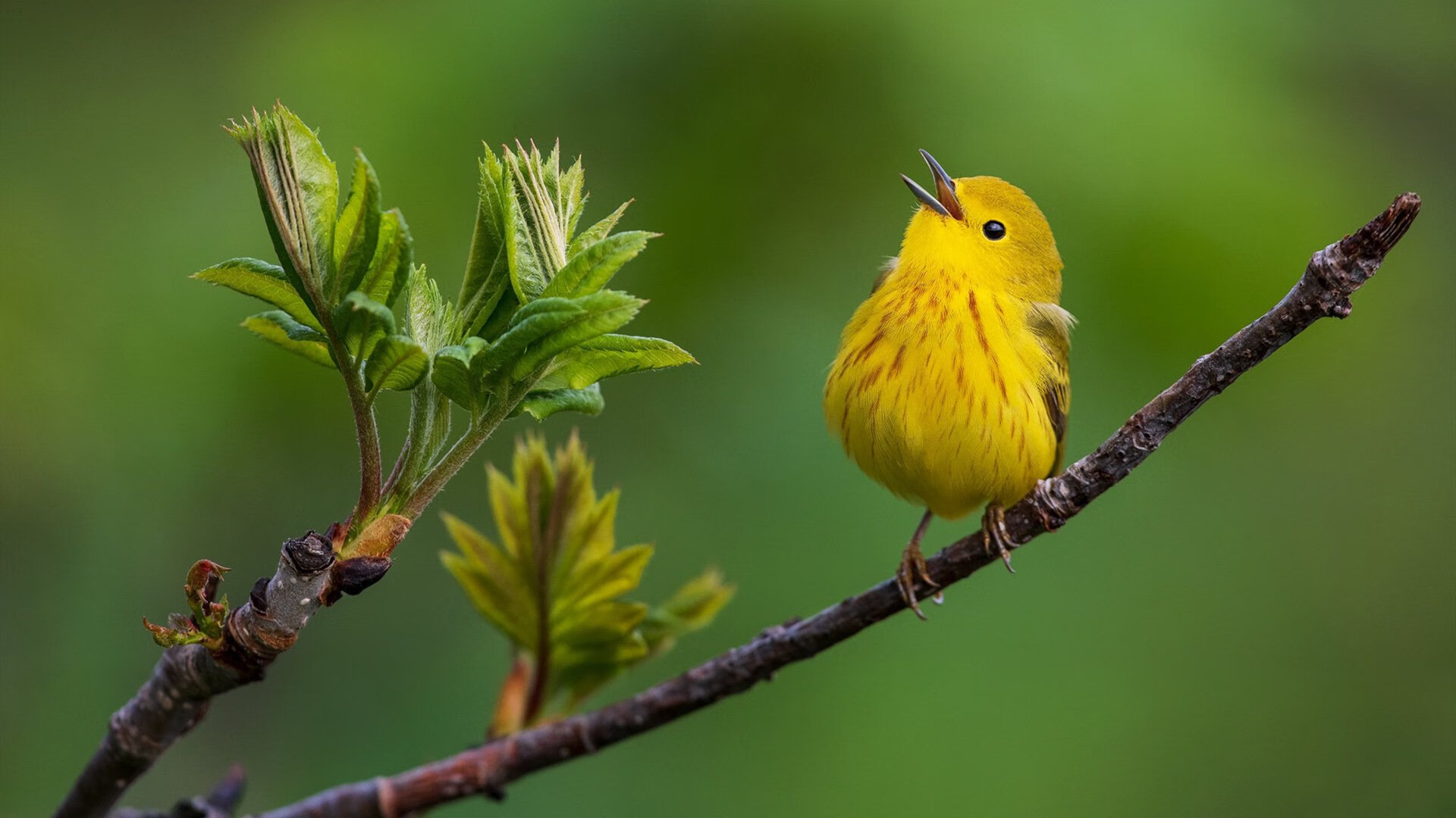 女足亚洲杯中国队八连胜夺冠,中国女足亚洲杯最好的成绩