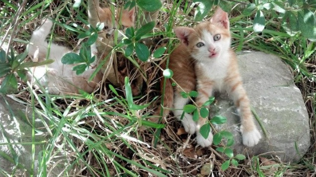英超阵地防守与高位抢断结合形成新赛季压迫风格,英超战术分析