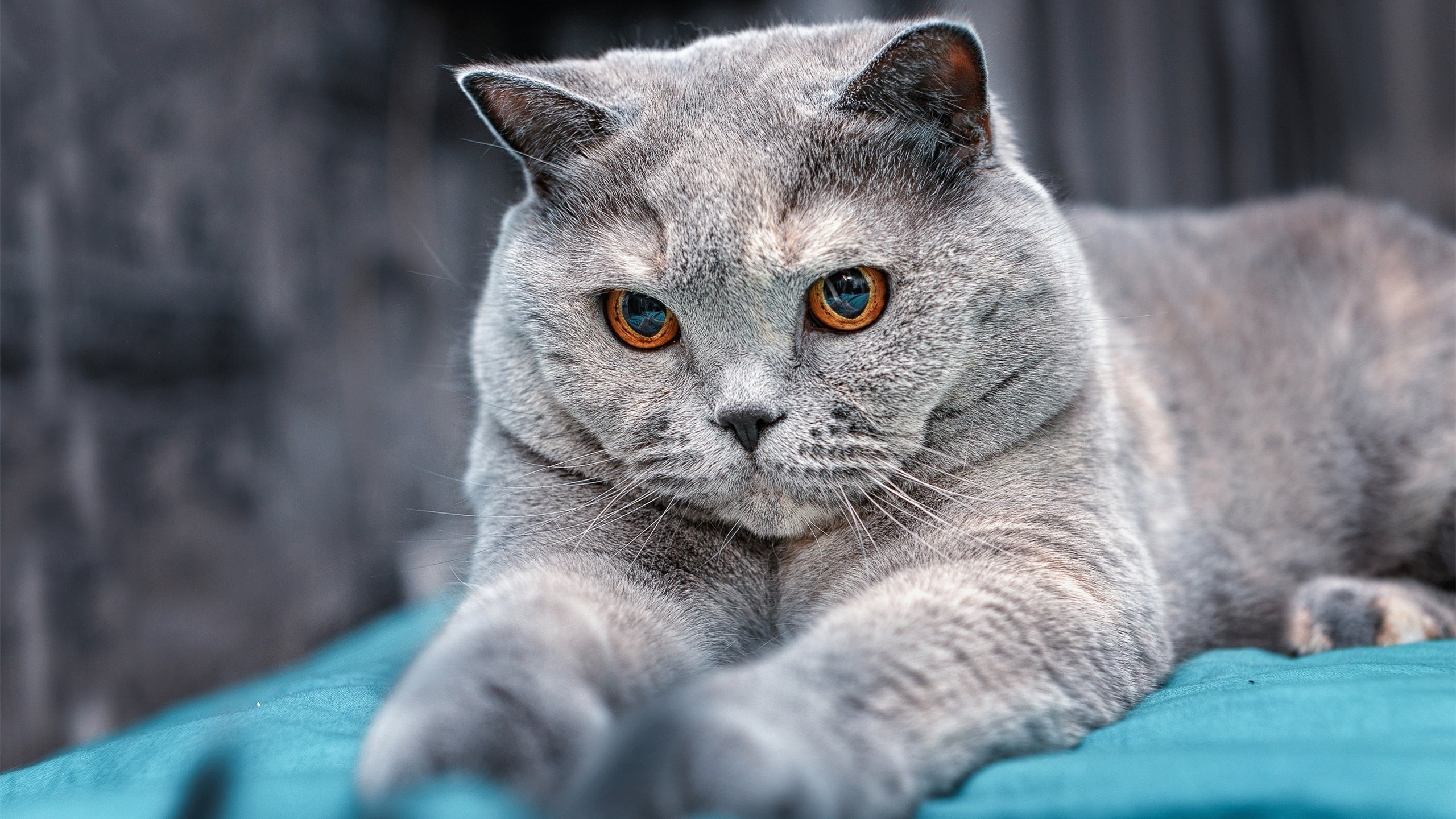 Kaiyun官方登录入口-五大联赛是否将训练节奏模拟作为应对换人节奏波动工具，五大联赛节奏最快