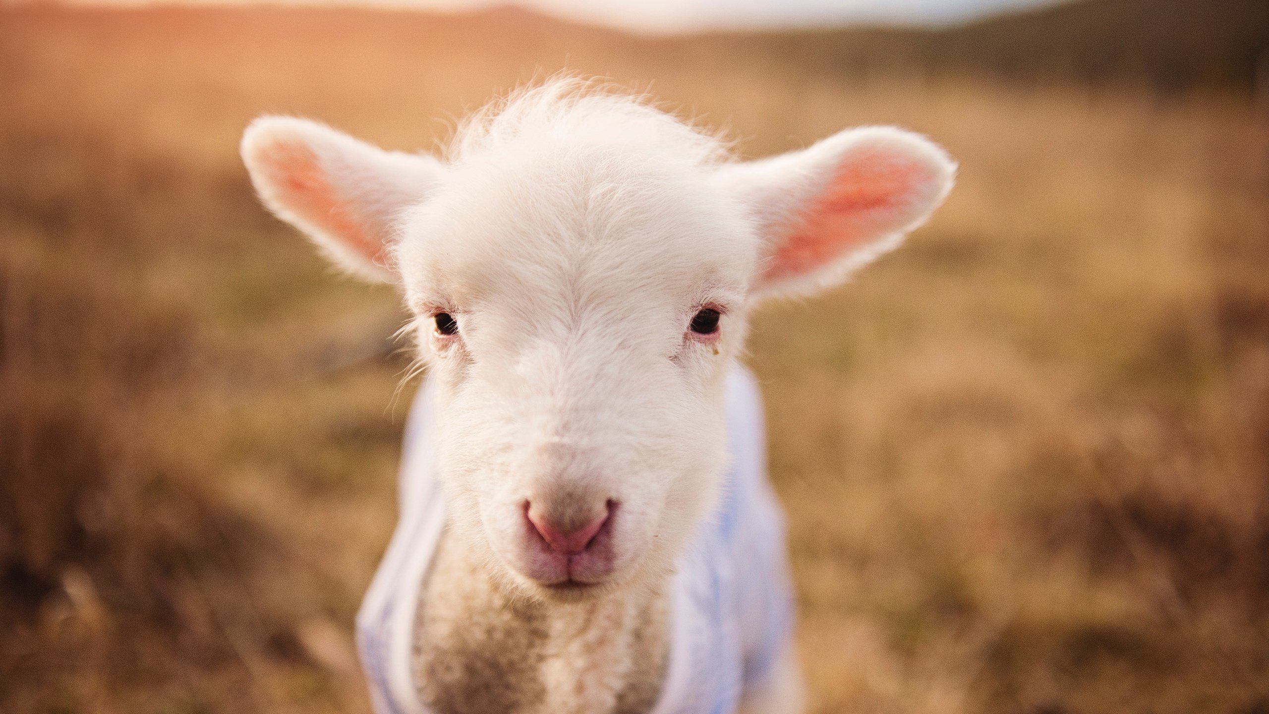 kaiyun开云·官方网站-全民健身周活动与博物馆联动打造互动体验，全民健身活动报道