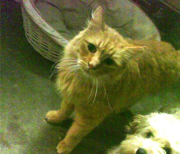 开云官方-教练组临场指挥调度合理，教练员临场指挥的六个因素