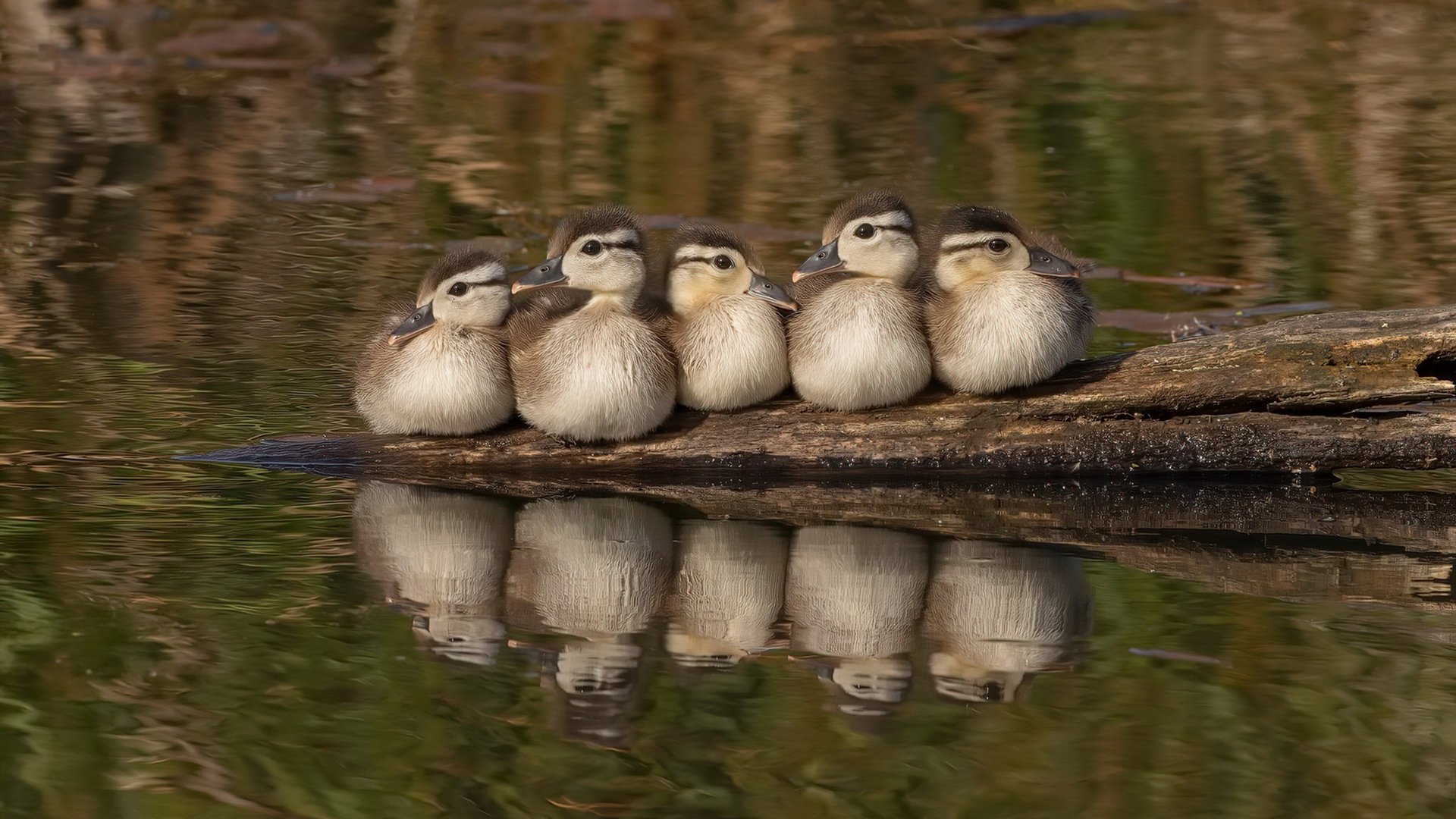 球迷专访最爱的球星是谁,球迷专访最爱的球星是谁啊