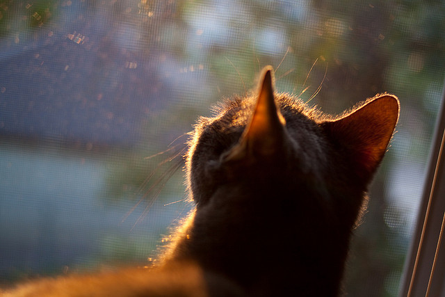 体育新闻中心裁判视角透析,体育新闻赛事