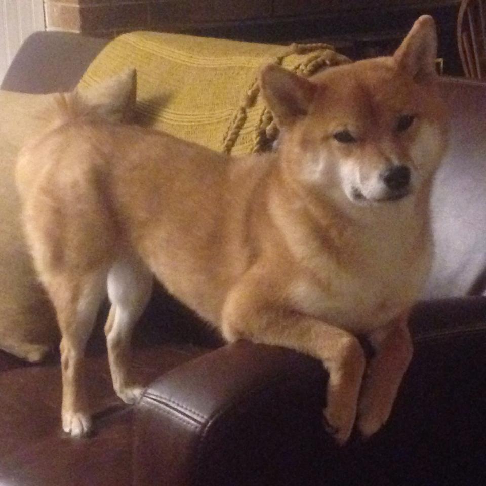 新援逐渐适应联赛节奏比赛中展现技术优势和团队配合意识