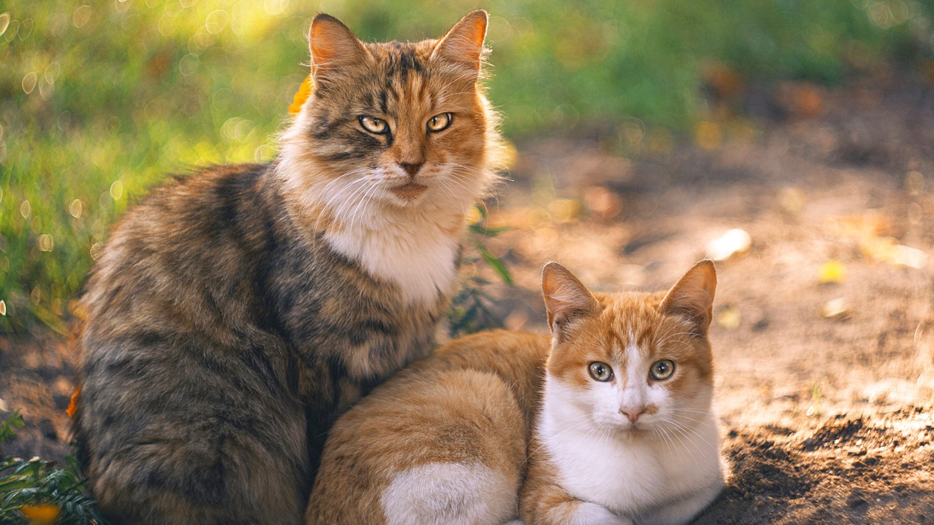 日本队历史性闯入世界杯四强,创亚洲新高,日本世界杯4强