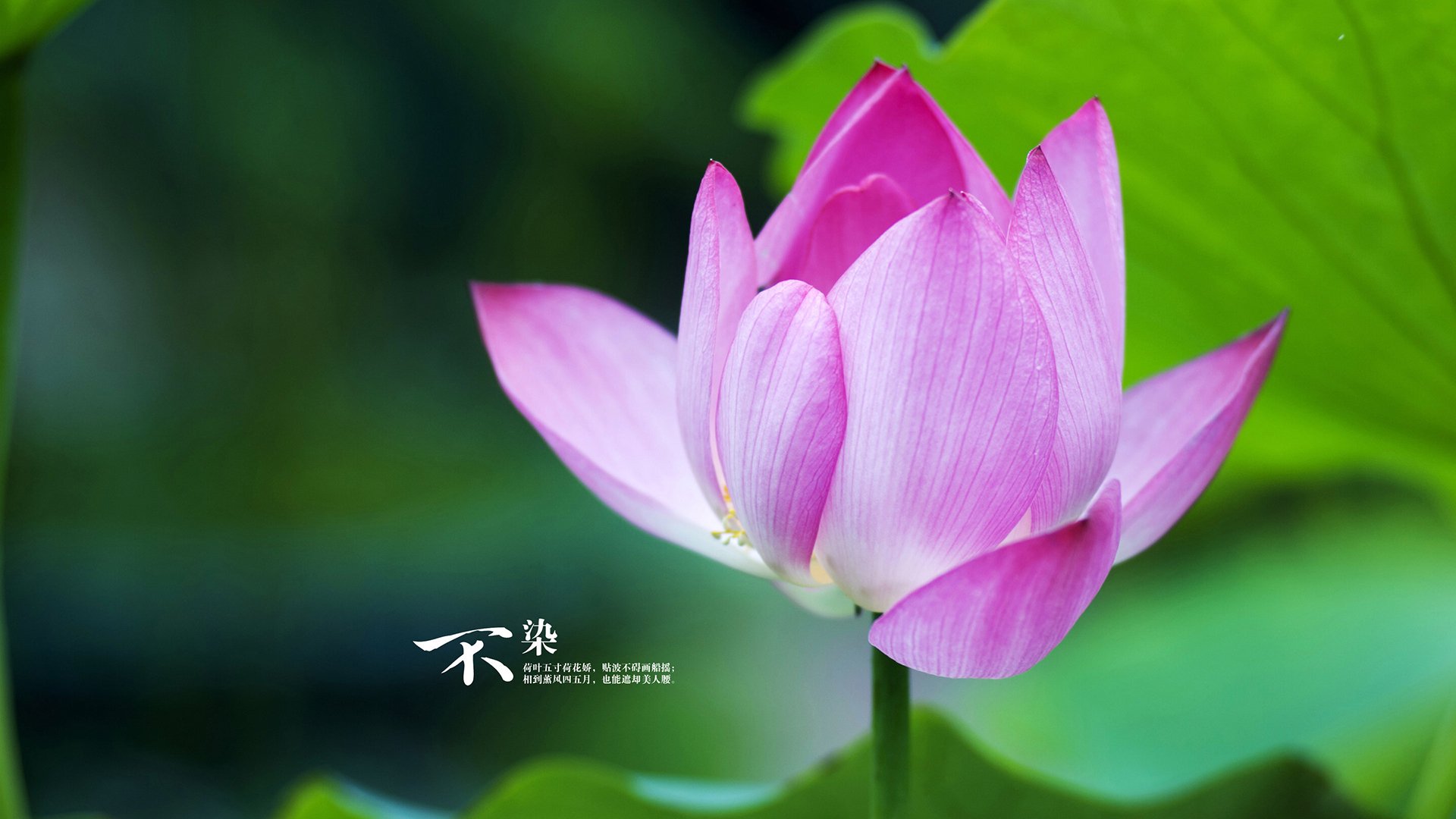 开云官网-欧洲杯终极对战：战术布局中的惊喜不断，欧杯欧洲杯