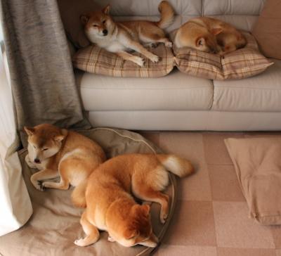 波尔曼的攻防一体打法,使袋鼠队全面提升,波尔曼斯