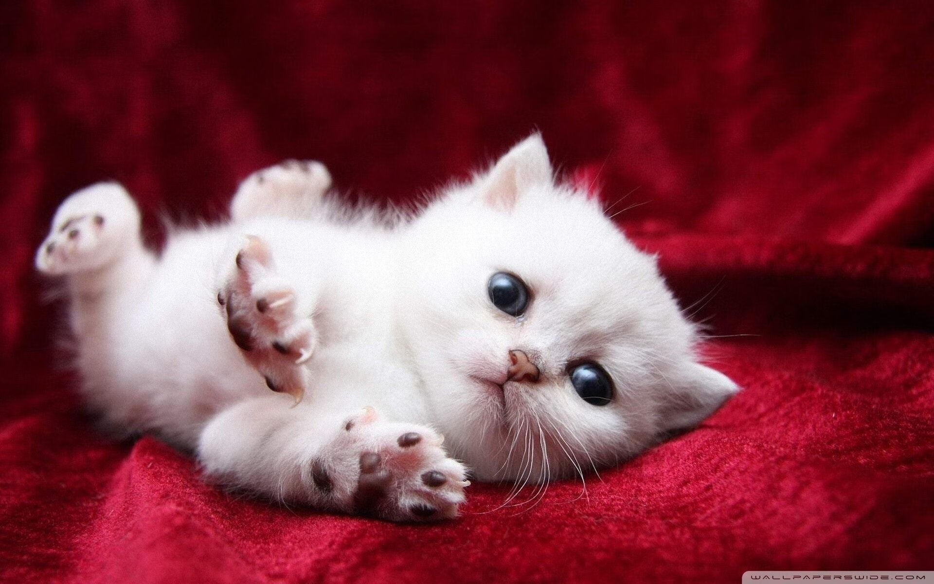 美洲杯球迷的数字化参与平台,美洲杯球迷的数字化参与平台是什么