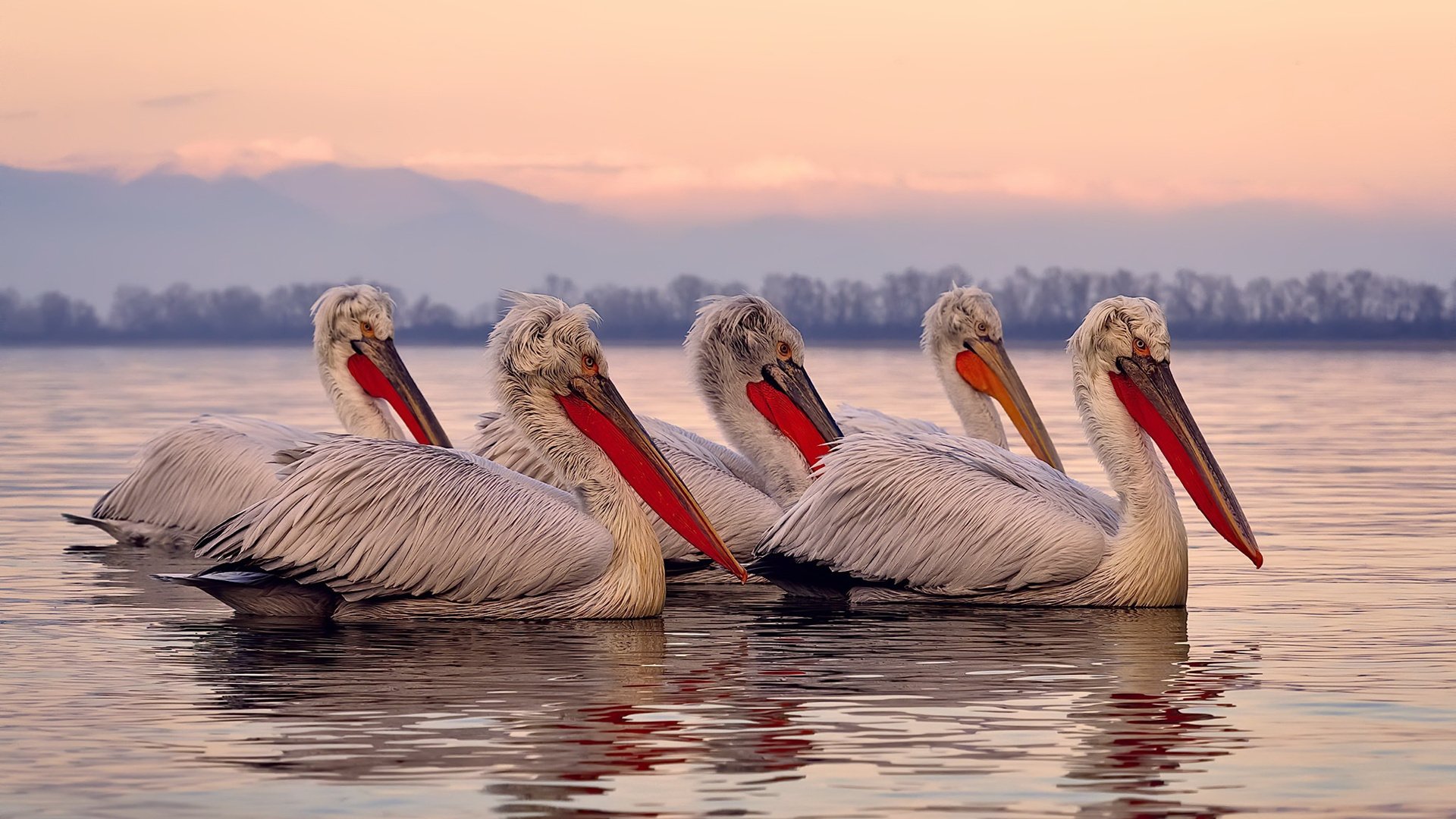 西亚卡姆封盖致命篮板吸取防守经验,西亚卡姆打球风格