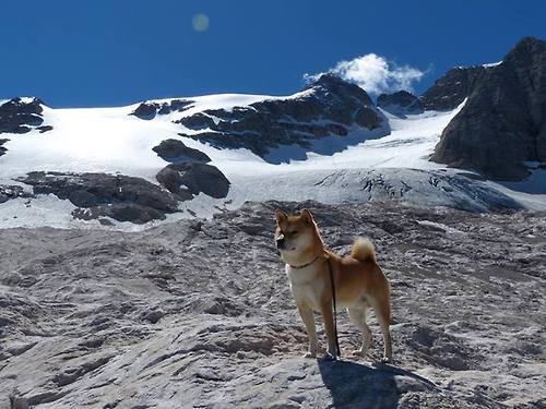 麦考:全黑队最具威胁的盯防者,堪称战术核心,麦考集锦